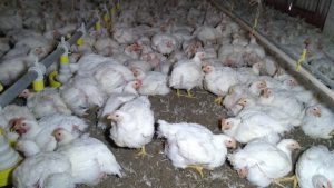 FRANGO: Custo de produção é o segundo maior patamar de todos os tempos