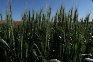 61% das lavouras de trigo no Paraná estão em boas condições