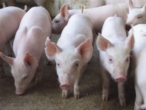 Insumo elevado esmaga a margem de lucro dos suinocultores