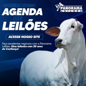 Panorama Leilões – Banner Quadrado 1×1