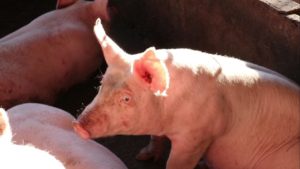 República Dominicana vai abater milhares de porcos por surto de peste suína
