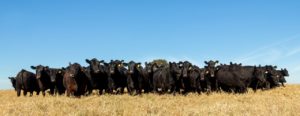 Sou Agro inova na região e passa a transmitir leilões ao vivo