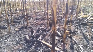 DESTRUIÇÃO: Veja o que sobrou na fazenda por onde o fogo passou
