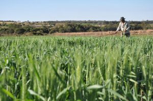 Sanidade e bom desenvolvimento nas lavouras de trigo