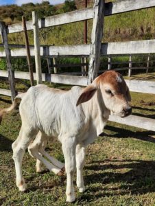 CASO RARO: bezerra nasce com seis patas articuladas