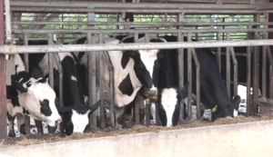 Como evitar abelhas no cocho de animais ao utilizar a cana-de-açucar?