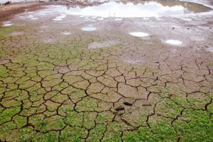 A crise hídrica no Paraná e os efeitos na agricultura