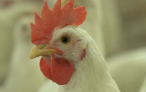 Frango: exportações crescem 4,8% e receita 36,1% no mês de agosto