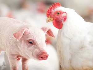 Guerra no leste europeu sobra para frango e suíno