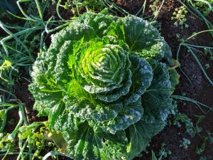 Sem hortifrúti, Paraná recorre a outros estados