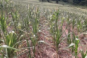 CRISE HÍDRICA: Cascavel decreta “Situação de Emergência”