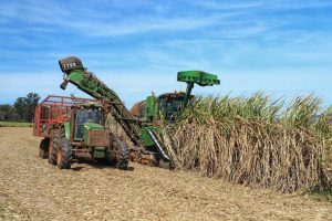 Brasil terá recorde na produção de açúcar mesmo com redução na produção de cana