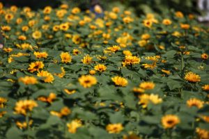 Renda bruta gerada pelo setor de floricultura no campo passa de R$170 milhões
