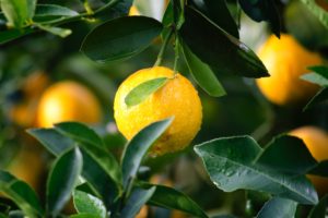 Condições climáticas afetam cultivo de frutas de diferentes formas, analisa Deral