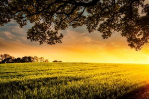 Valorização das terras agrícolas cresce 58% no Paraná