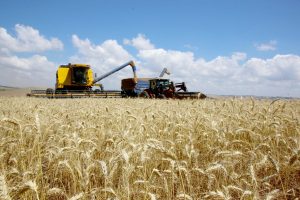 Colheita de trigo no Paraná já atinge 11% da área plantada