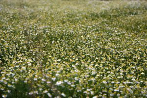 O poder medicinal e turístico da camomila no Paraná