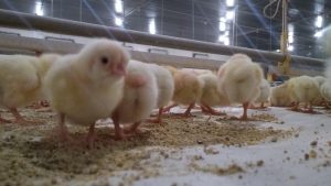 Não temos estratégias de reduzir alojamento de aves, diz Irineo