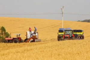 Milho já supera soja em área plantada na Safra de Verão
