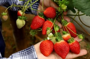 Fruticultor, esta notícia lhe interessa