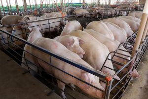 Demanda chinesa eleva números de produção do PR