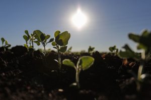 Paraná projeta área de soja em 5,62 milhões de hectares