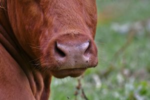 Os casos de vaca louca vão refletir no Paraná?