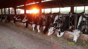 Como manter a produção de leite diante da escassez de pasto?