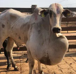 Edema de barbela: A doença que pode matar bovinos