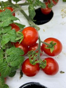 Pesquisa avalia tomateiros para cultivo em fazenda vertical