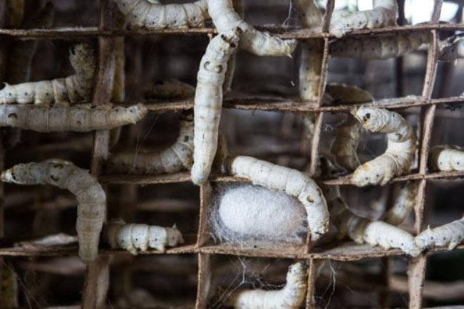 O município de Diamante do Sul é o segundo maior produtor de casulo de bicho-da-seda do Paraná. A tolerância da amoreira às intempéries e os bons preços do mercado, têm colaborado para garantir a rentabilidade da sericicultura. -  Curitiba, 29/09/2021  -  Foto: IDR