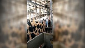 Vacas de leite estão virando churrasco!