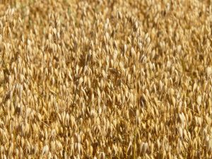 Cereais de inverno podem substituir milho na alimentação animal