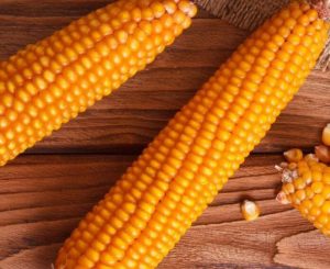 USDA deve elevar safra e estoques de milho dos EUA