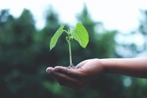 Sem umidade do solo, plantio da soja é arriscado, aponta meteorologista