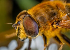 Abelhas sem ferrão farão monitoramento ambiental