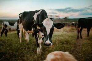 Vaca louca: Rússia restringe compra de carne bovina do Brasil