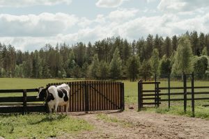 Caso clássico do mal da “vaca louca” é confirmado na Inglaterra