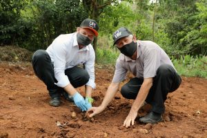 Lar Cooperativa realiza plantio de mudas nativas