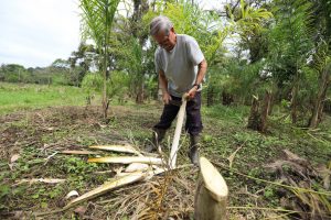 Palmito pupunha: da Amazônia para o Paraná