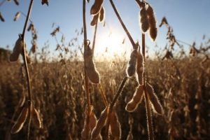 Contratação do crédito rural tem alta de 36% em dois meses