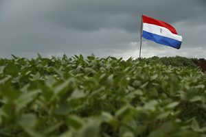 Paraguai intensifica plantio de soja