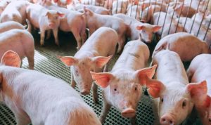 Primato: reajuste de 10% em tabela de aves, suínos e peixes