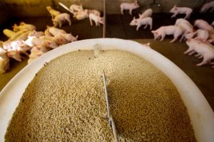 Cereais de inverno são alternativas para carência alimentar de suínos