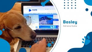 Servidores do TCE-PR em home-office com mascotes