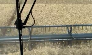 Produtor obtém média de 160,5 sacas/ha de trigo