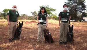Brasil terá complexo de treinamento para cães farejadores