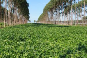 CPR Verde: título recompensa produtor pela preservação ambiental