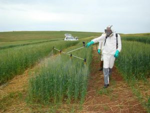 Práticas para reduzir a contaminação do trigo por micotoxinas