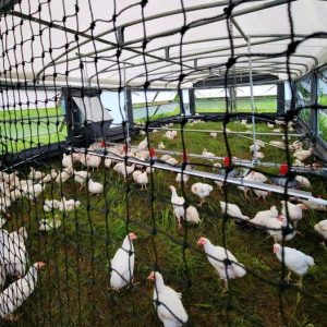 Conheça a granja ambulante para criar “galinhas livres”